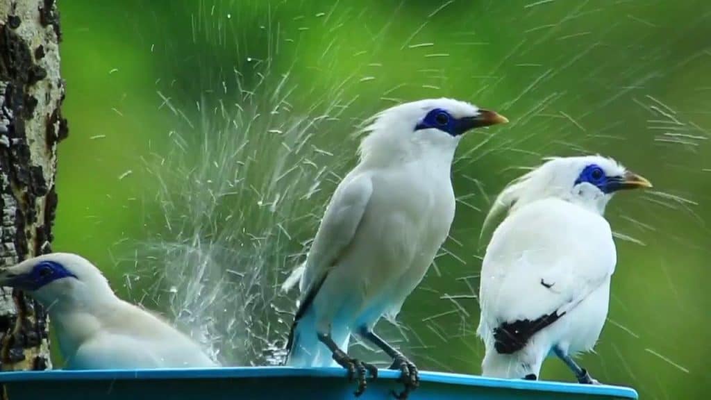 36+ Burung jalak bali harganya terupdate