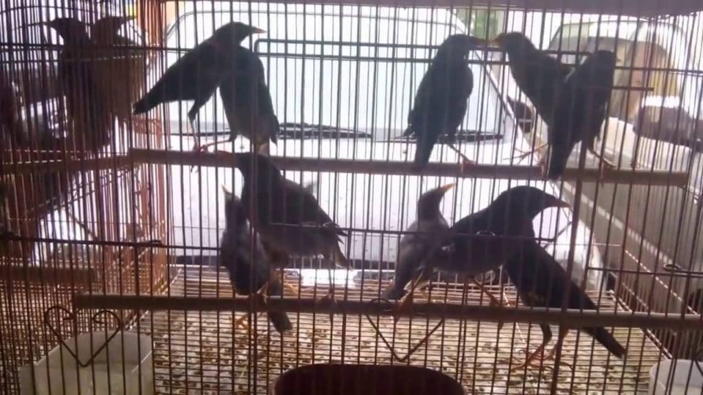 43+ Harga burung jalak kebo mata kuning terbaru