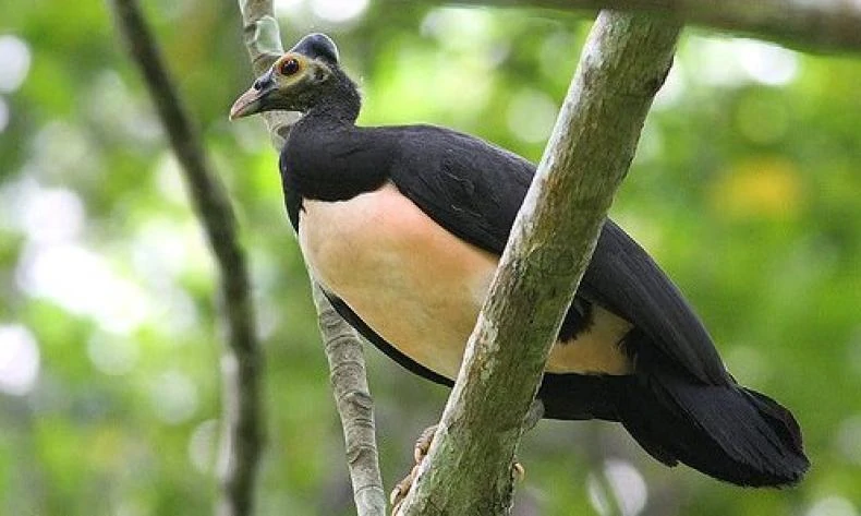 Burung Gosong Maluku