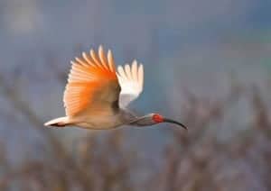 27+ Burung ibis berjambul terbaru