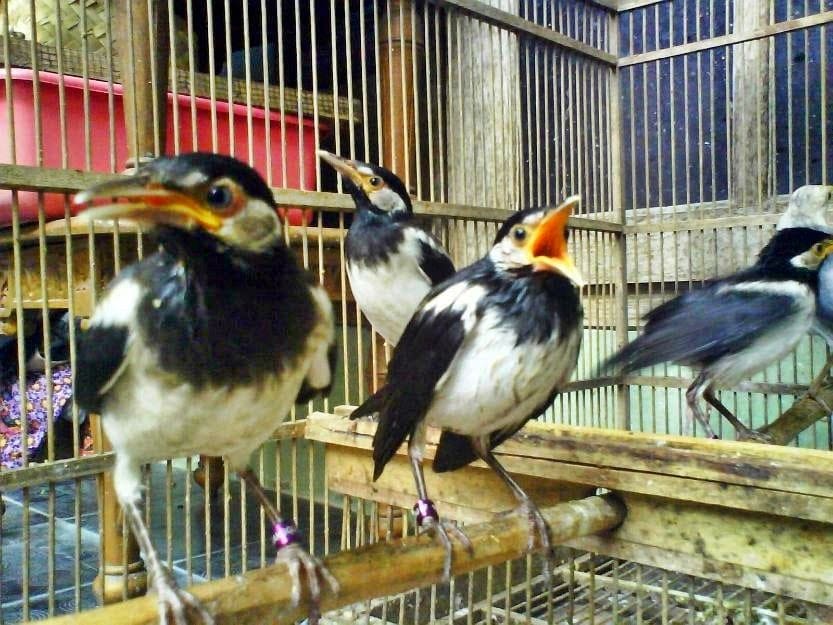 24+ Ciri burung jalak kebo betina terupdate