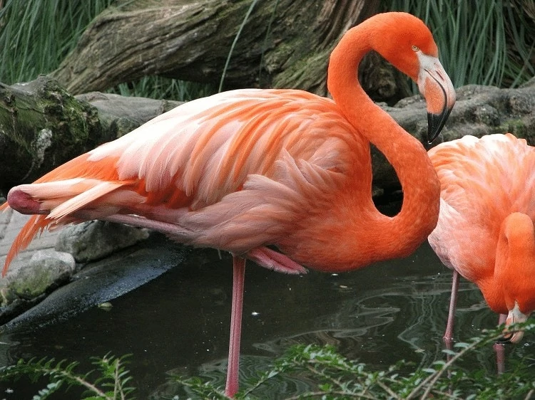 Karakteristik Burung Flamingo