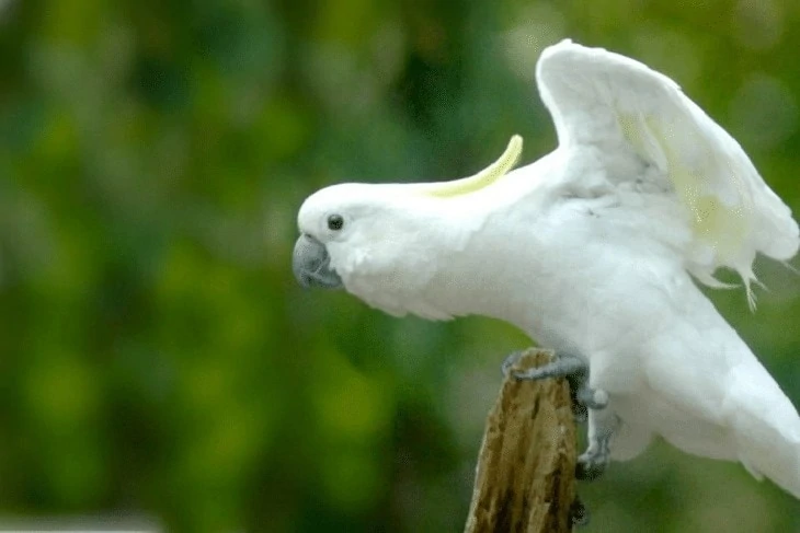 Burung Kakatua Putih