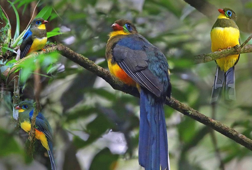 Bulu bagian sayap dan punggung pada burung luntur sumatera berwarna