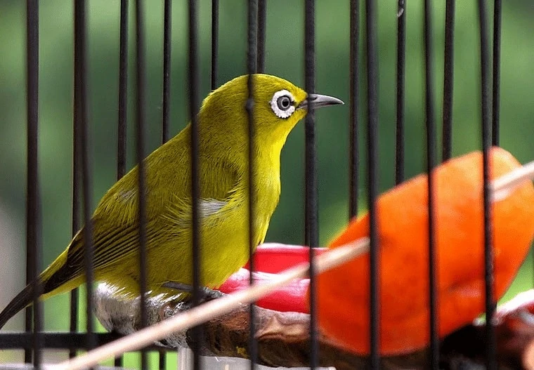 Cara Melatih Burung Pleci Makan Voer Dengan Buah