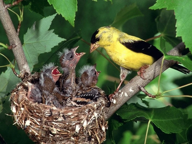 Menitipkan Telurnya Pada Burung Lain