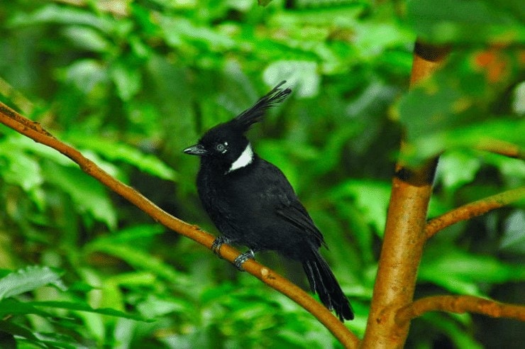 Habitat dan Persebaran Burung Cililin