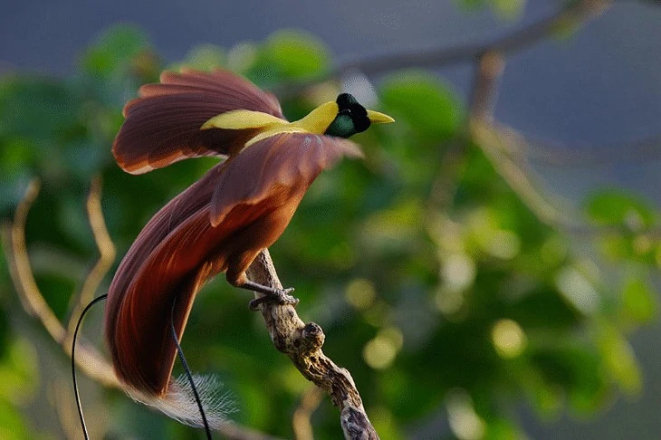 Burung Endemik Papua