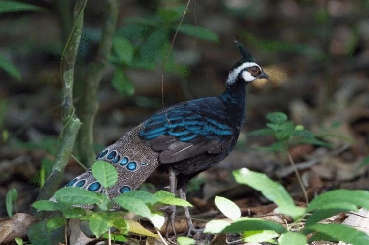 Burung Kuau Kerdil Kalimantan