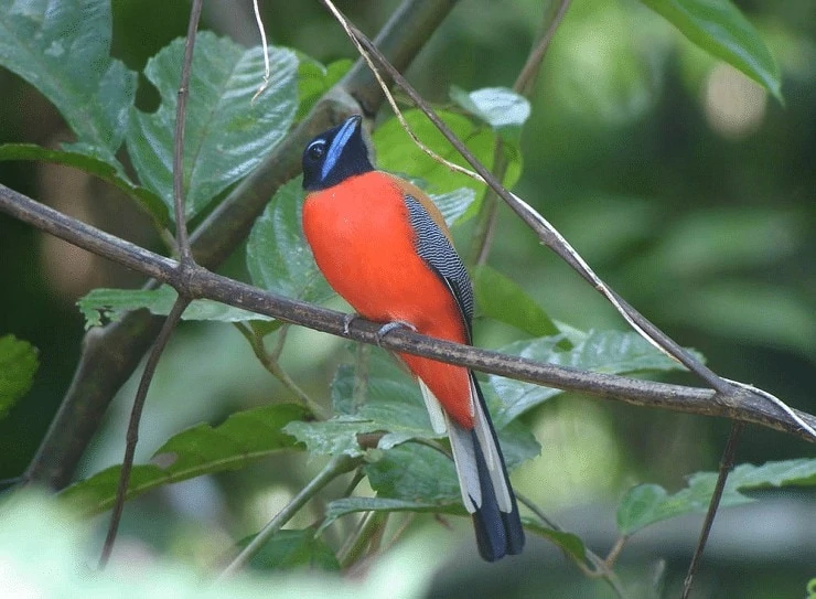 Burung Langka Endemik Kalimantan