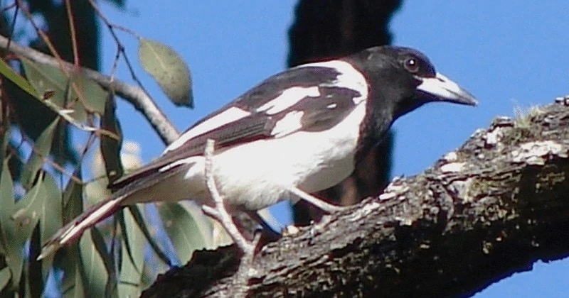 Burung Jagal Papua