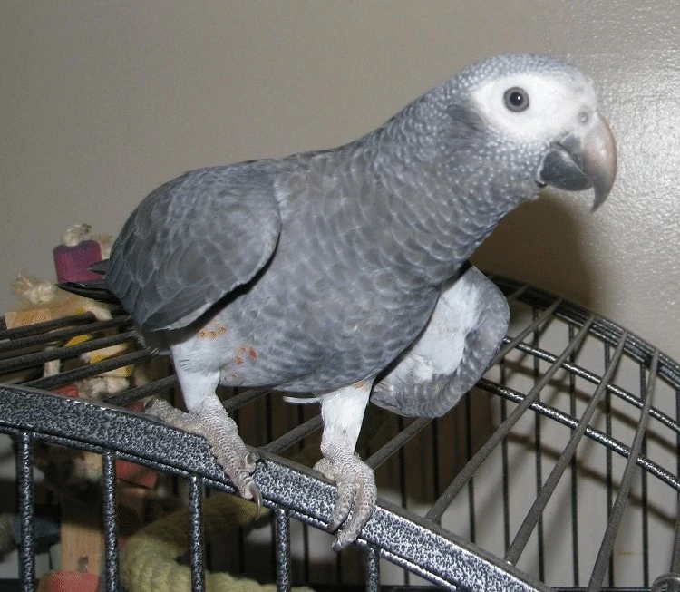 Burung African Grey Parrot