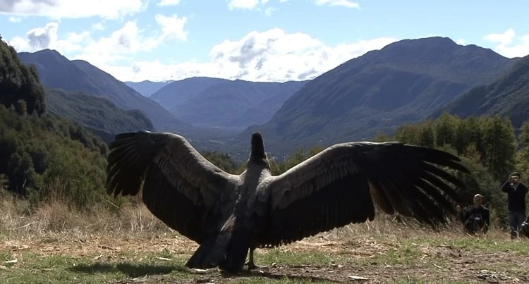 Transformasi Burung Rajawali Andes