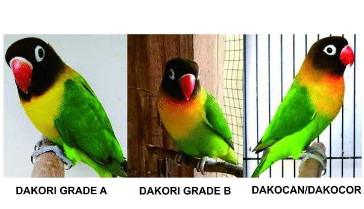 Perbedaan Lovebird Dakori dan Dakocan