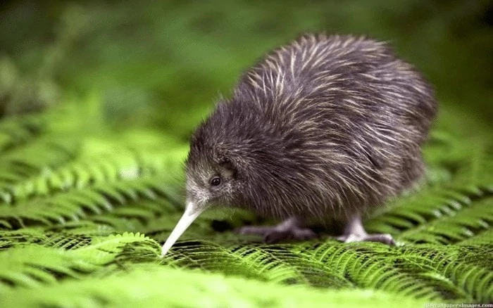 Burung Kiwi Hewan Malam