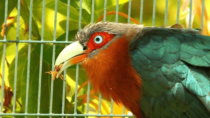 Mengenal Burung Kadalan Birah Yang Cantik Dan Unik