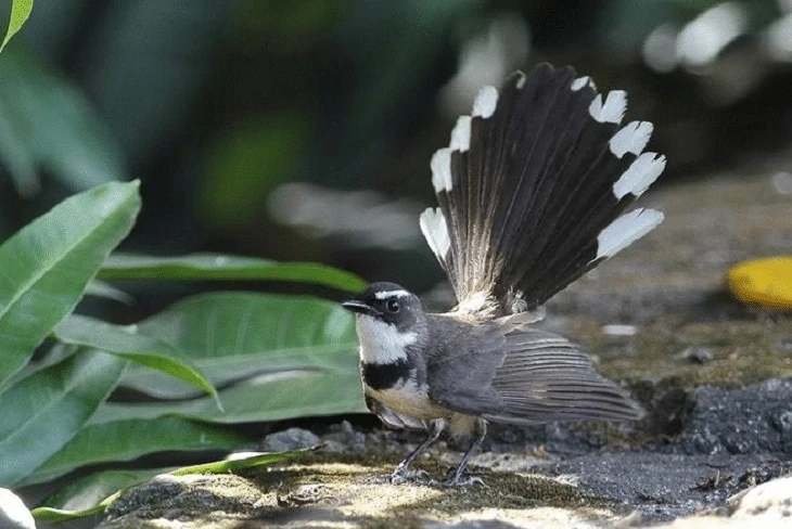 Species Burung Kipasan
