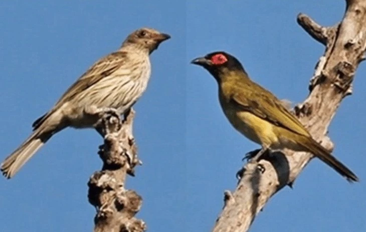 Burung Ara Timor