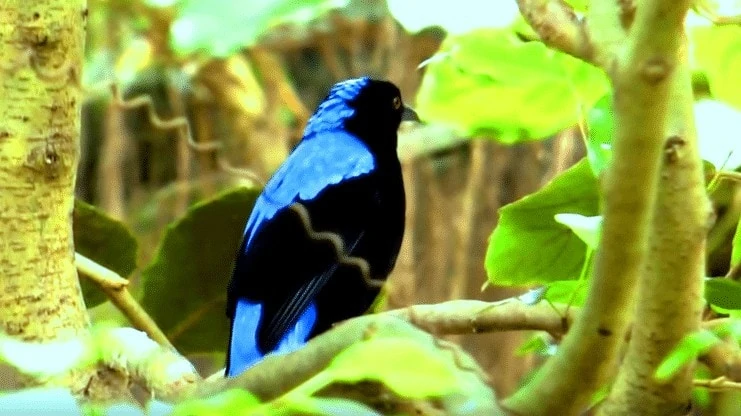Keistimewaan Burung Cucak Biru