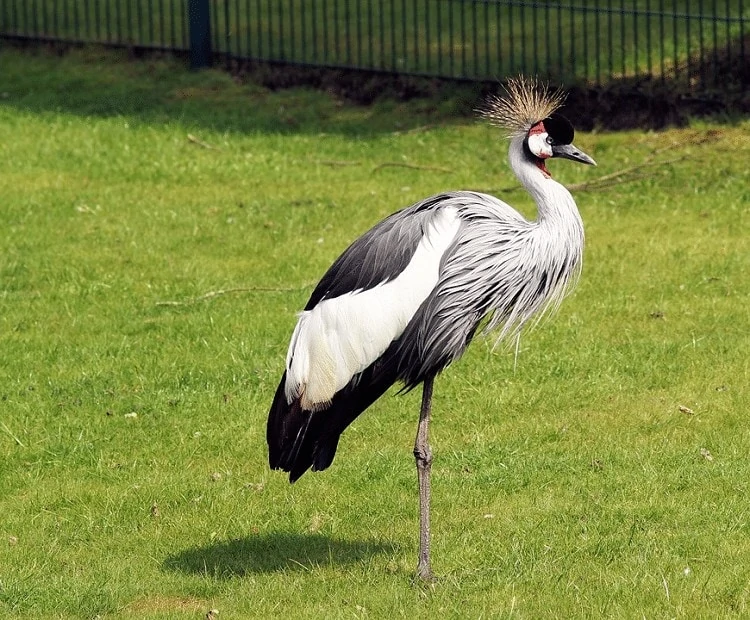 Ciri Khas Burung Crane Bermahkota
