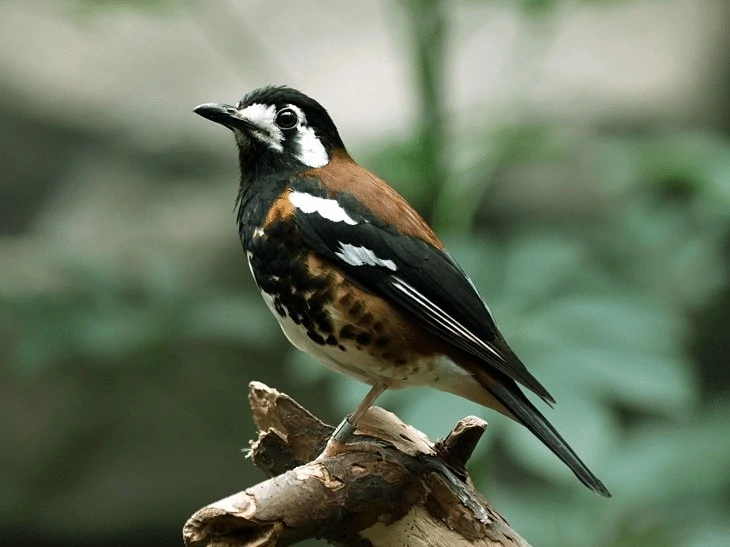 Burung Anis Nusa Tenggara
