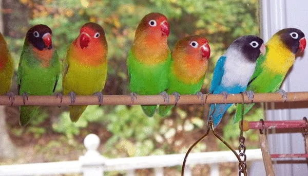 Mengetahui Jenis Warna Lovebird Berdasarkan Namanya