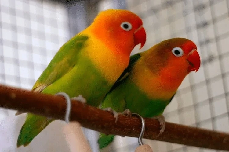 Cara Pemberian Jamu Tetes Untuk Lovebird