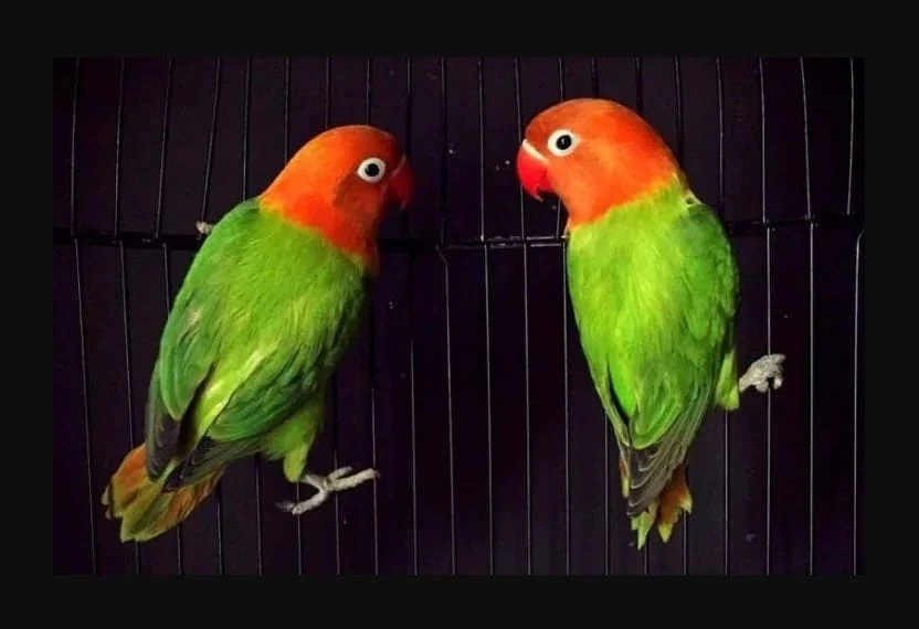 Cara Hemat Untuk Mencetak Lovebird Biola Isabella