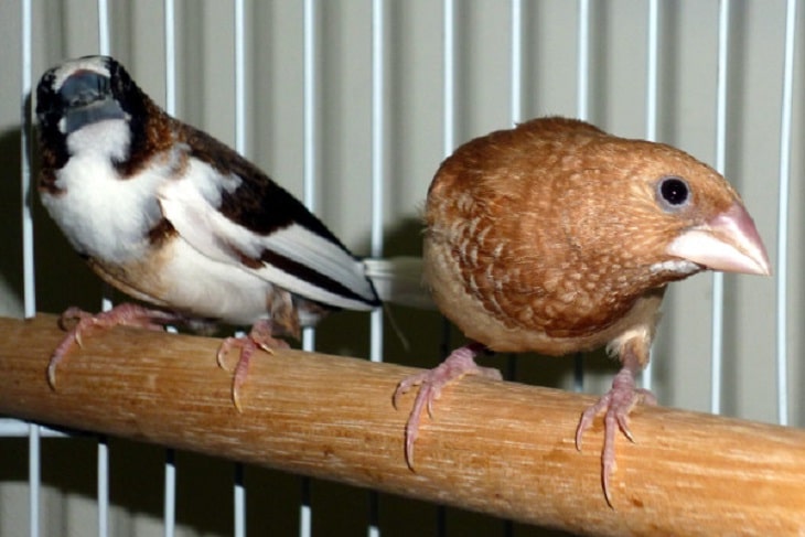 Mengetahui Persilangan Burung Emprit  Jepang dan Parkit