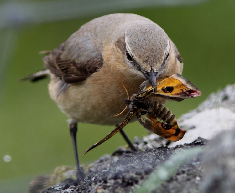 5 Jenis  Serangga  Beracun ini Harus Dihindari Untuk Burung 