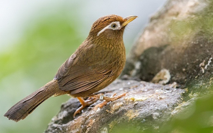 46++ Perbedaan burung wambi mini jantan dan betina terbaru