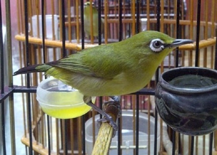 Cara Mengatasi Burung Pleci Salto Paling Cepat Dan Mudah