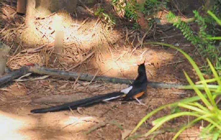 Mengetahui Ragam Penyebab Burung  Murai Hutan Mudah  Mati 