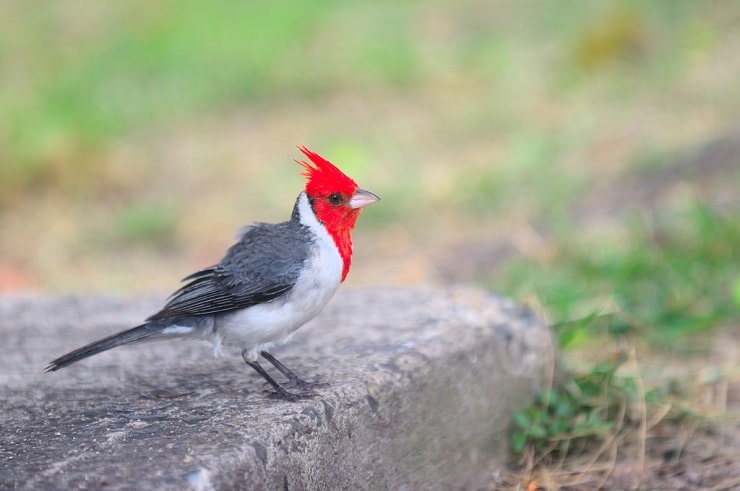 23++ Gambar animasi burung maleo terupdate