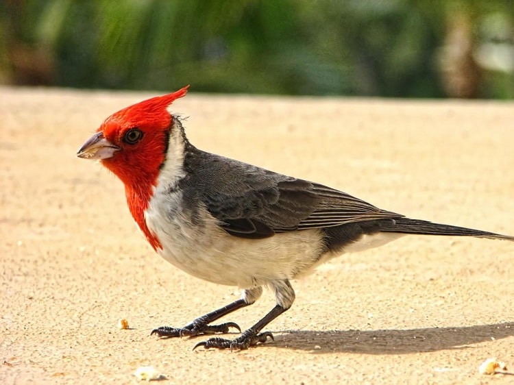 41++ Gambar animasi burung maleo terbaru