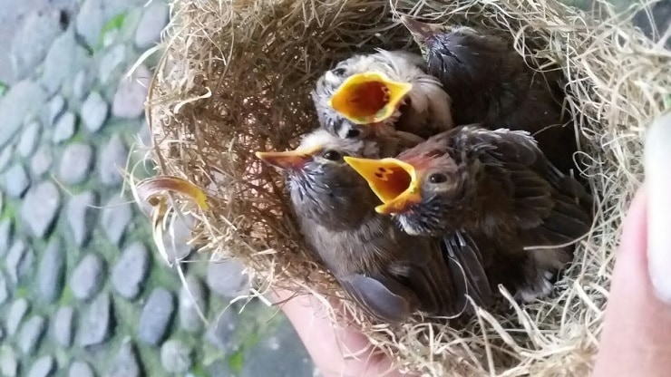 24++ Telur burung ciblek sawah terupdate