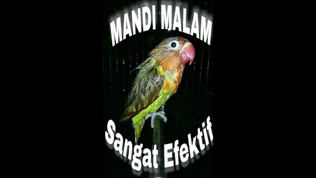 Mandi Malam - youtube.com / LOVEBIRD mania