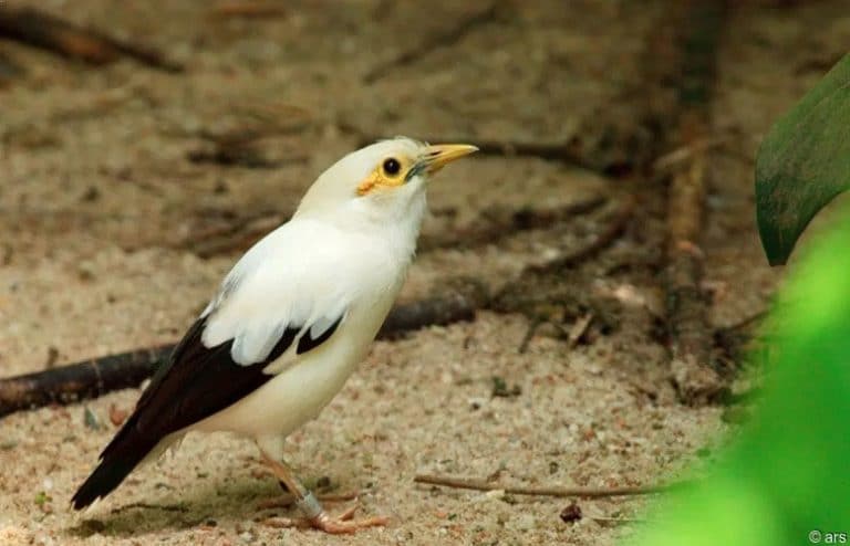 jenis burung manyar di indonesia