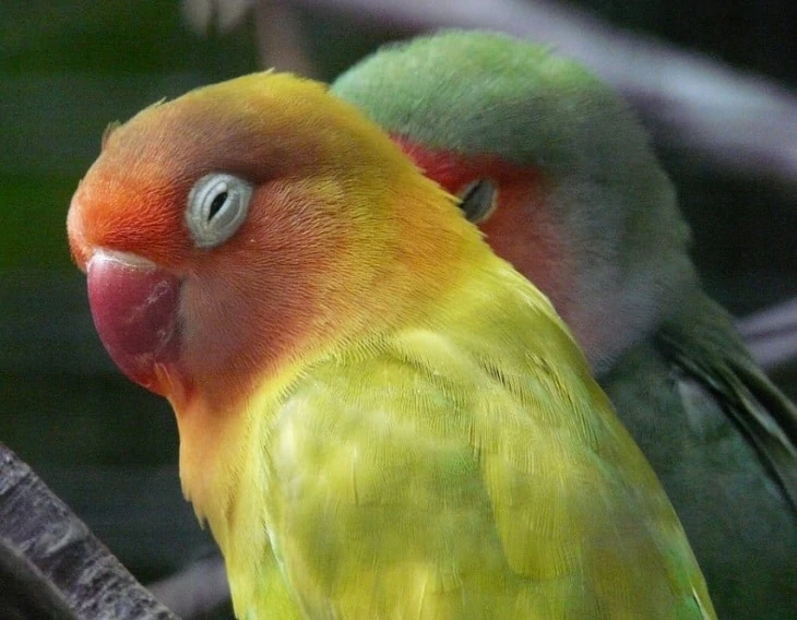 Kenali Penyebab Burung Lovebird Tidur Terus dan Cara Mengatasinya