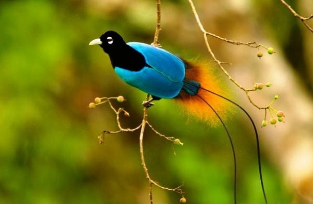 Daftar Burung Langka di Indonesia yang terancam punah