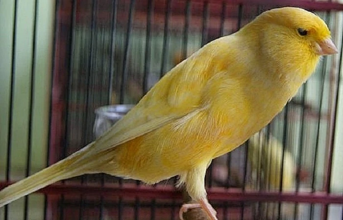 Mengenal Burung Kenari Taiwan Lengkap dengan Ciri-Cirinya