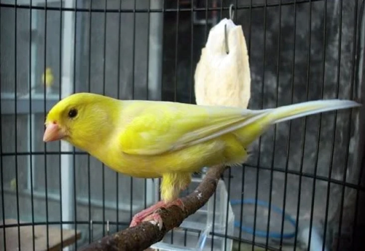 Mengenal Burung Kenari Taiwan Lengkap dengan Ciri-Cirinya