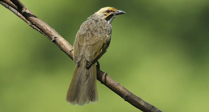 Burung Cucak Rowo Hutan