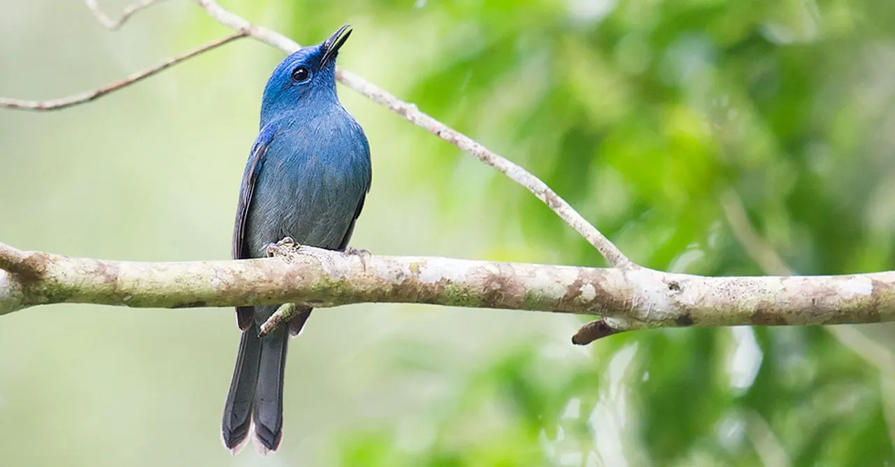 Beberapa Makanan Burung Selendang Biru yang Banyak Nutrisinya